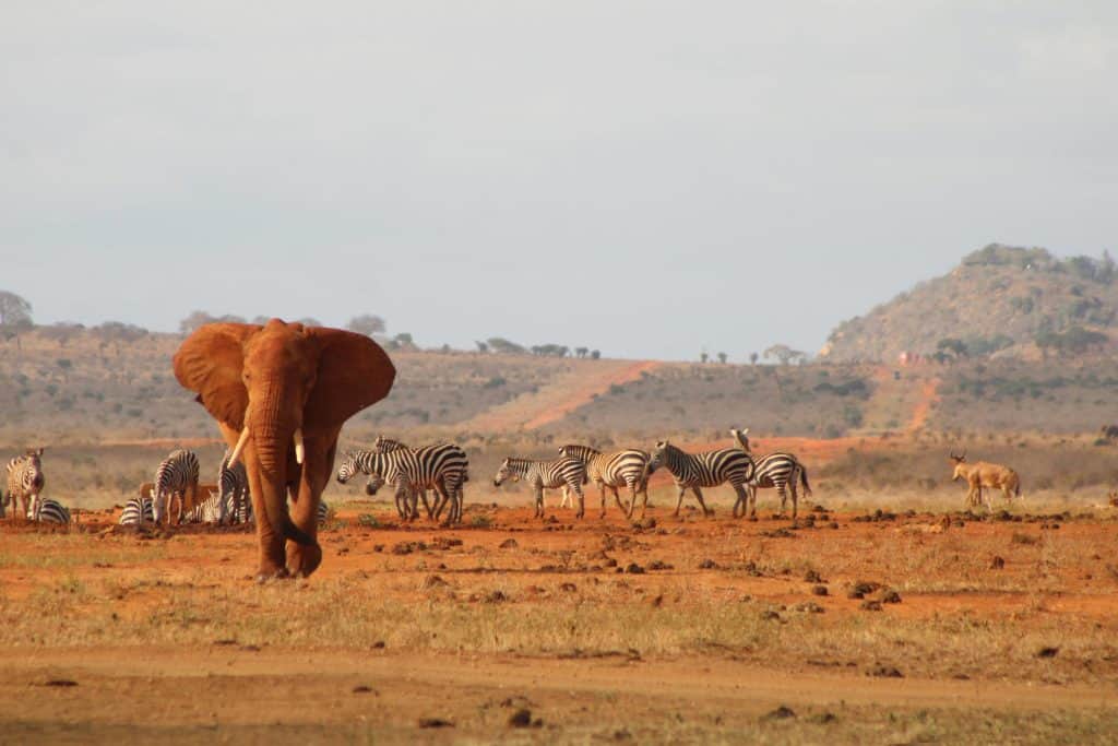 kenya