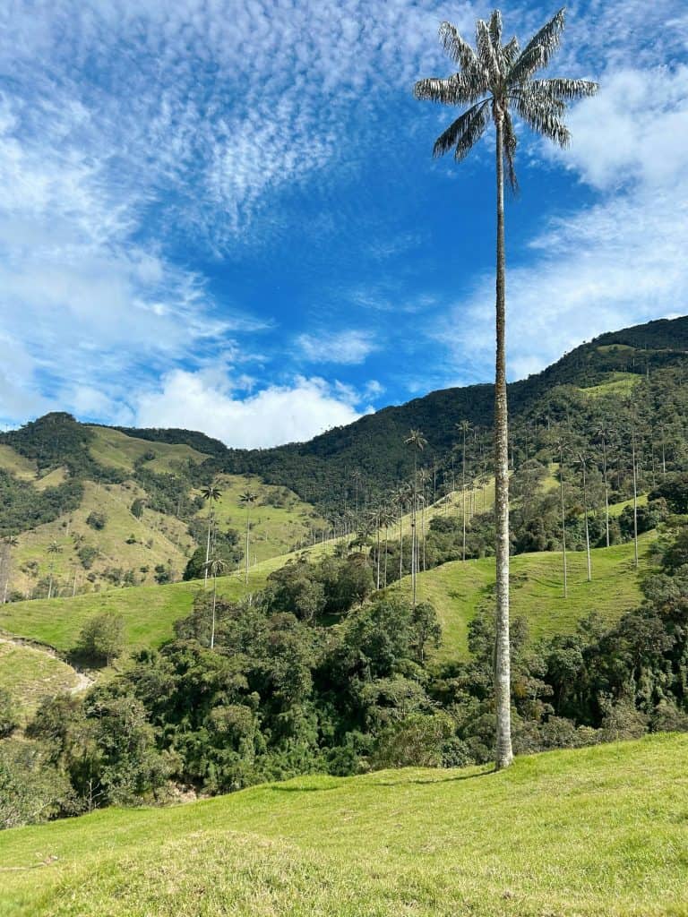 kolumbia cocora2