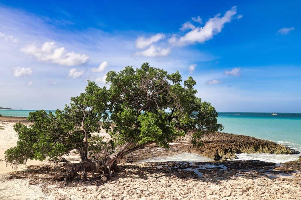 Aruba