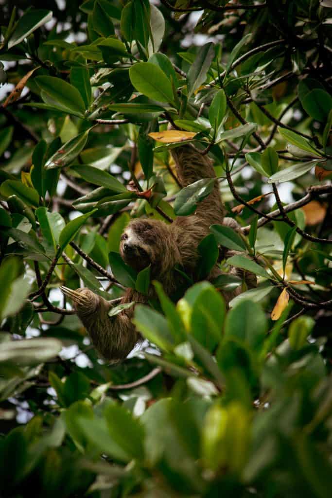 panama